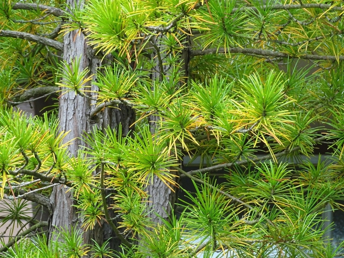 Лиственница сукачева (larix sukaczewii)