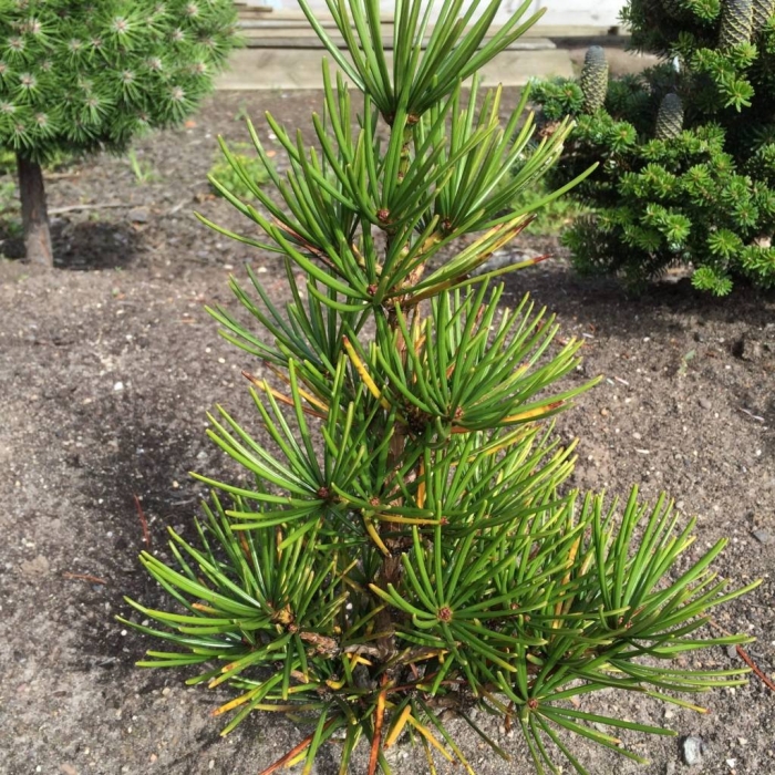 Sciadopitys verticillata