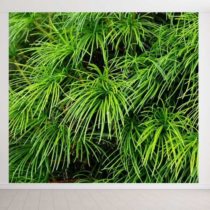 Декоративное растение