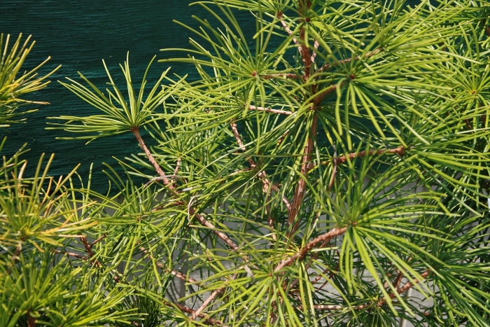 Sciadopitys verticillata