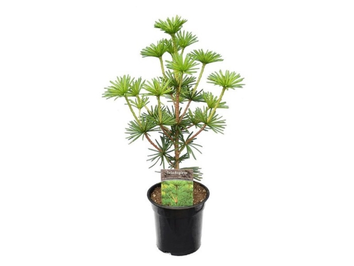 Сциадопитис мутовчатый