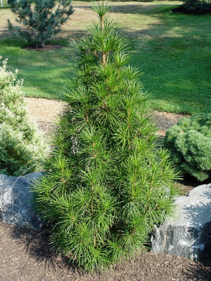 Sciadopitys verticillata 'big green'