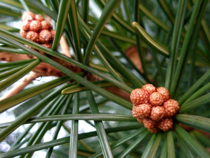 Сосна эльдарская шишки