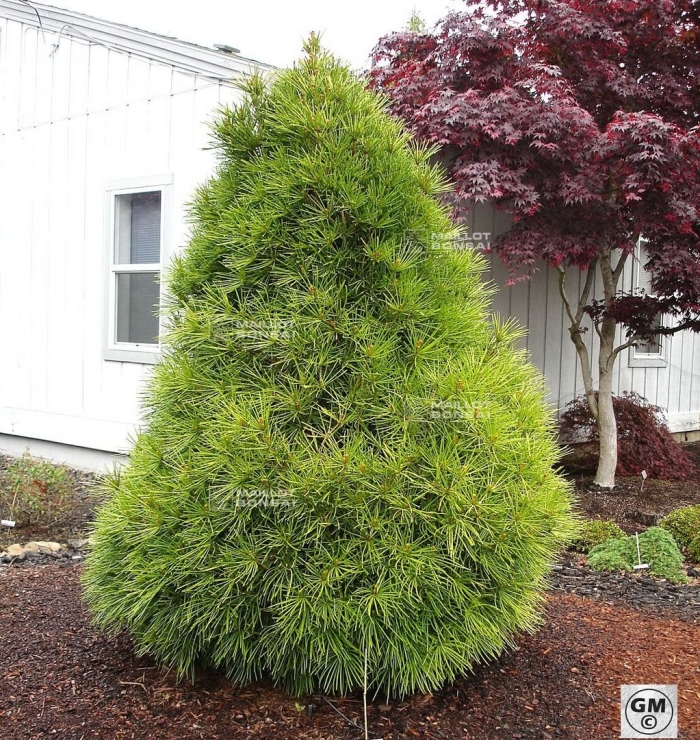 Pinus sylvestris globosa viridis