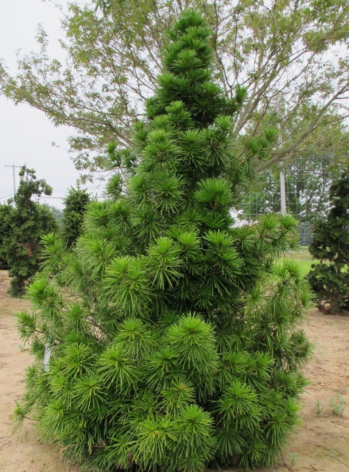 Сосна зонтичная сциадопитис