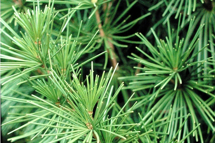 Пихта зонтичная