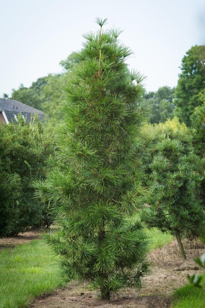 Сосна нигра фастигиата