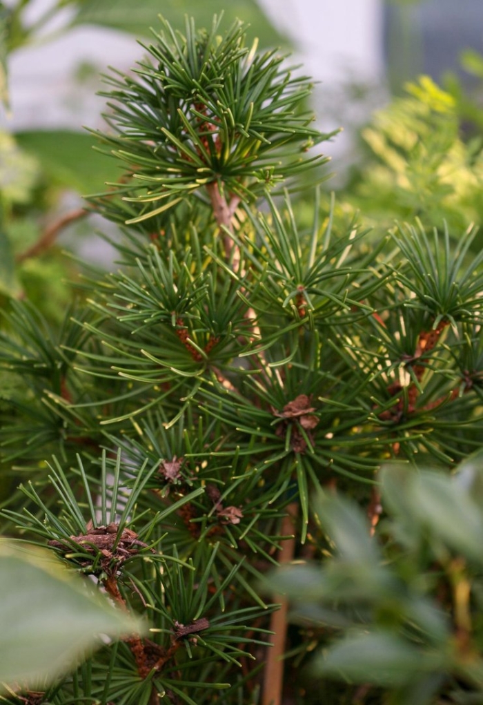 Сосна зонтичная сциадопитис