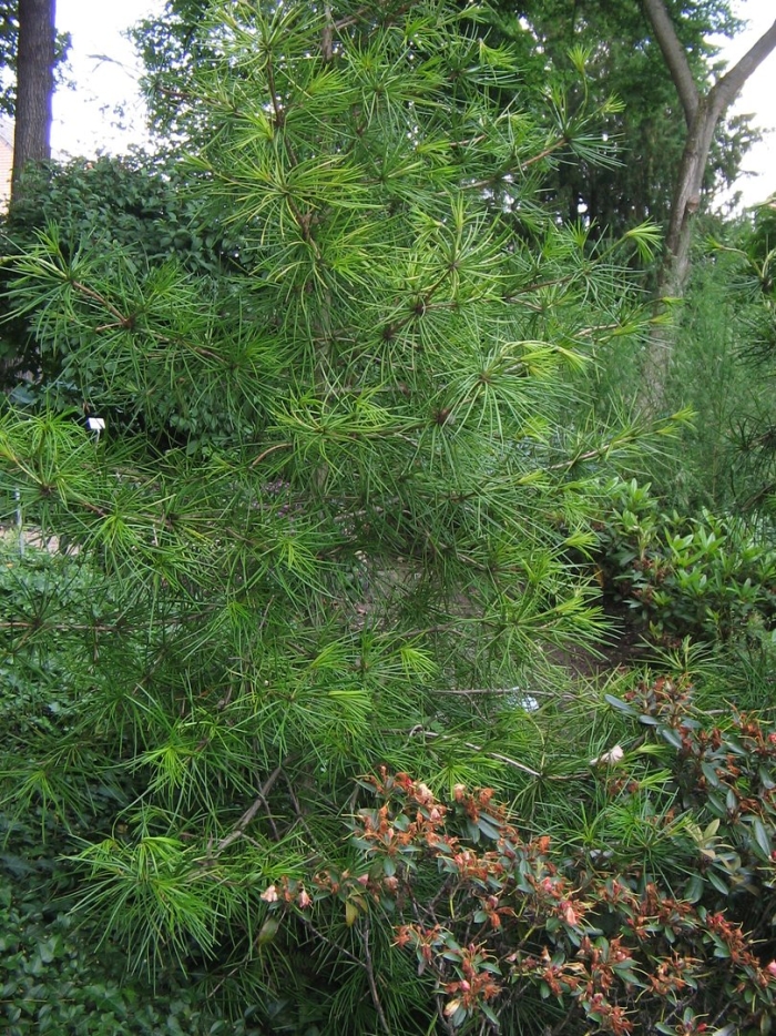 Podocarpus macrophyllus