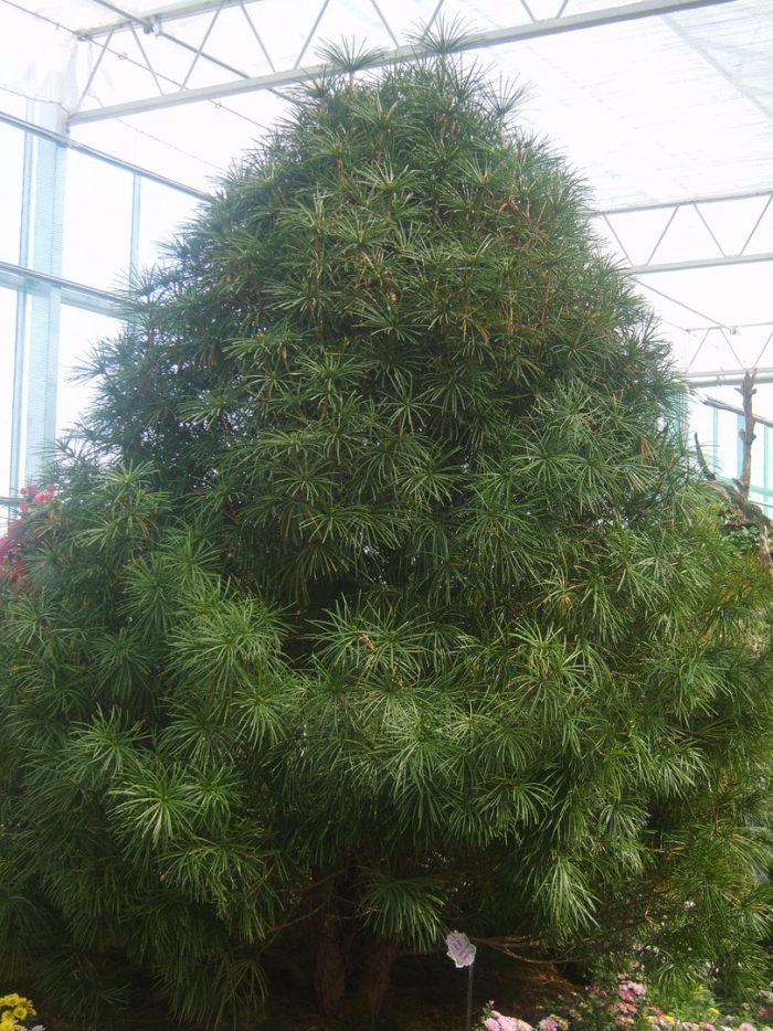 Cathaya argyrophylla