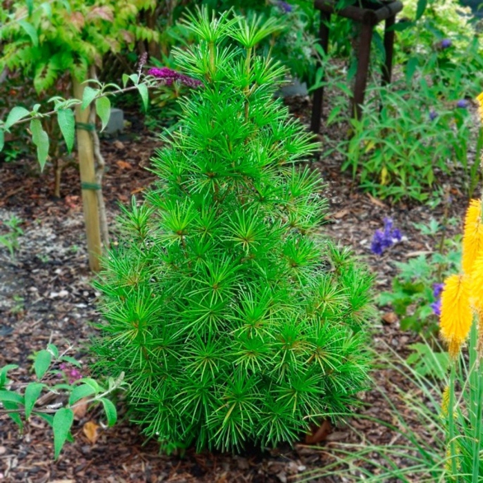 Сосна зонтичная сциадопитис