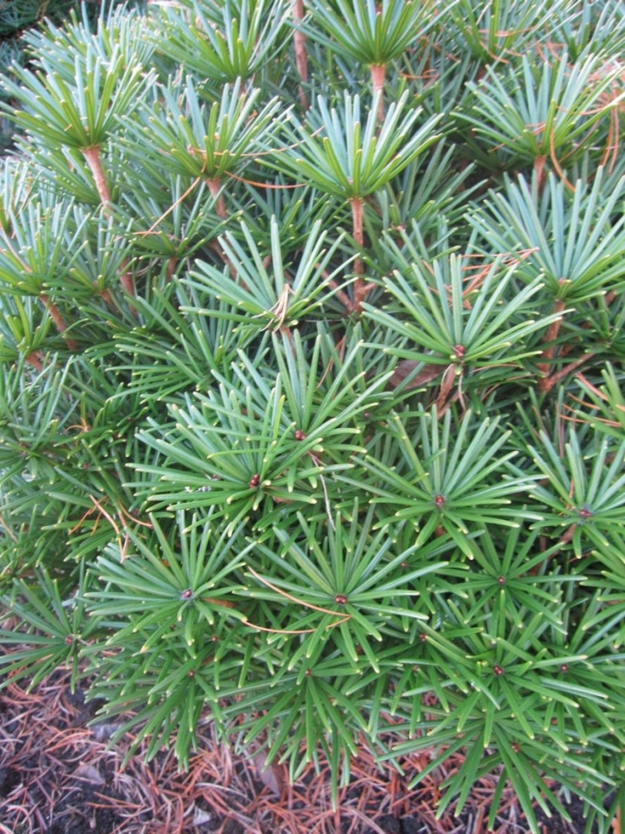 Sciadopitys verticillata
