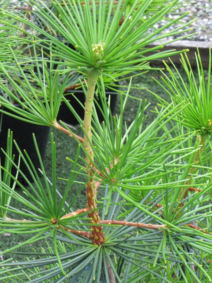 Японская сосна