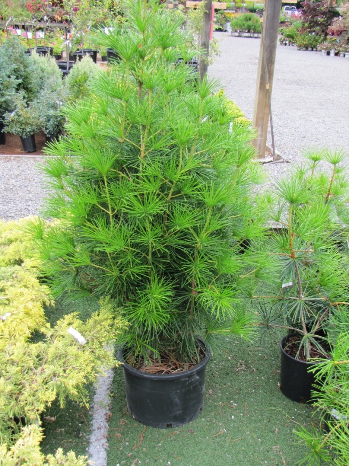 Сосна японская