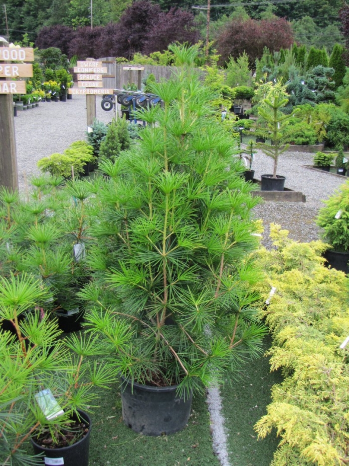 Pinus sylvestris 'xawery'
