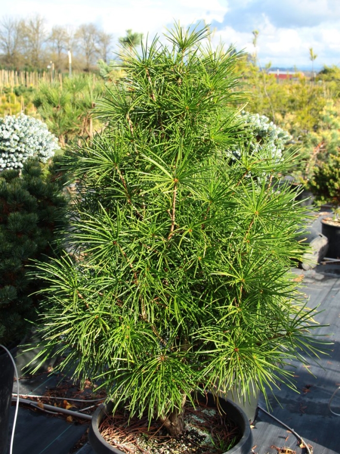 Sciadopitys verticillata