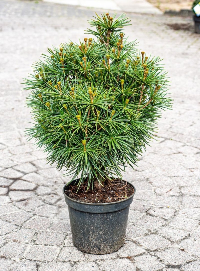 Сосна веймутова