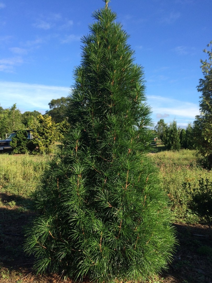 Сосна живая