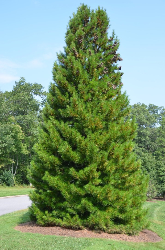 Сосна кедровая сибирская