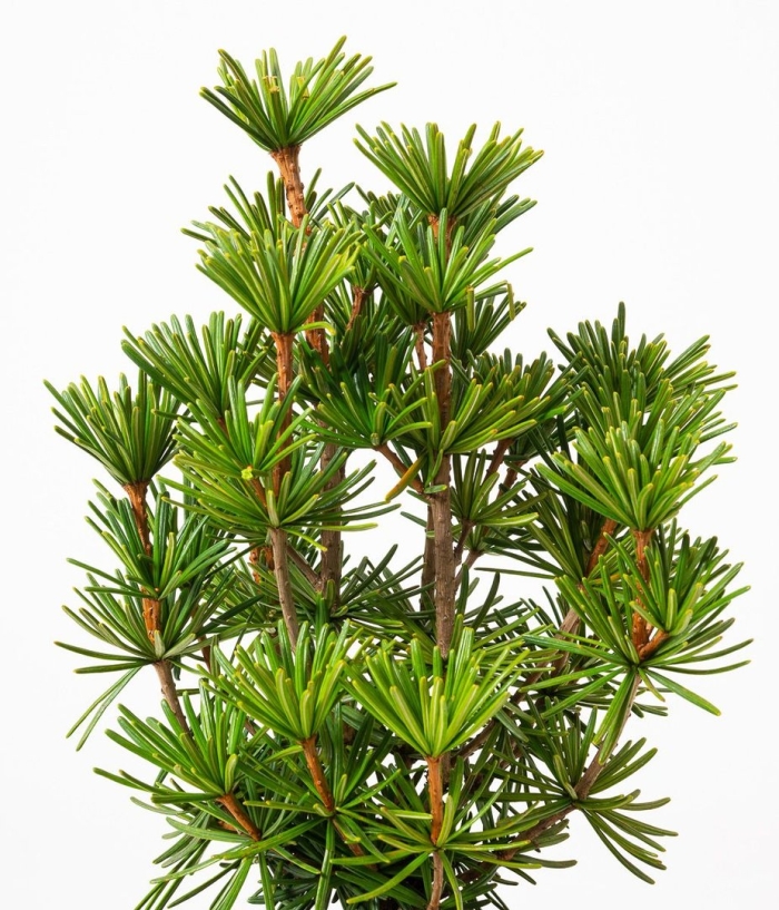 Sciadopitys verticillata