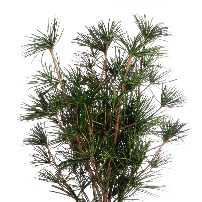 Сциадопитис мутовчатый