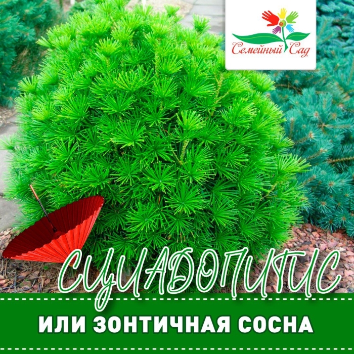 Сосна черная бамбино