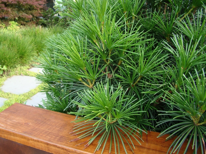 Sciadopitys verticillata