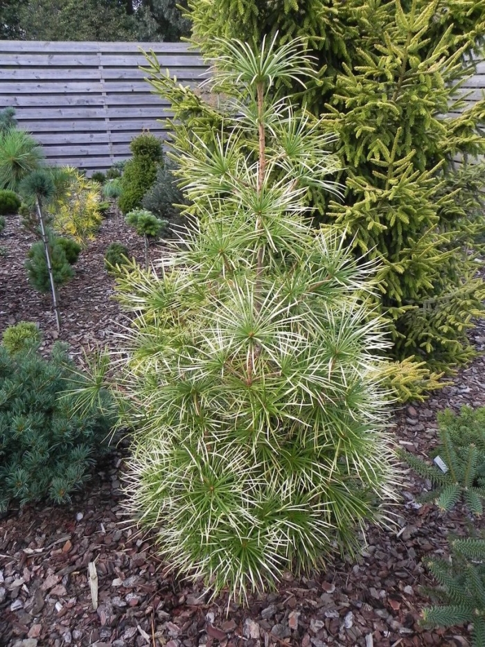 Pinus wallichiana