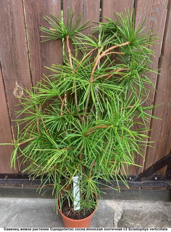 Sciadopitys verticillata