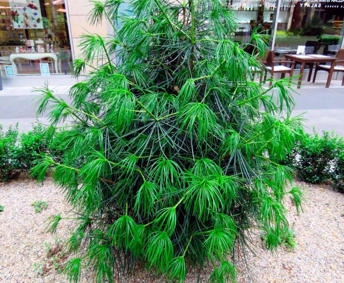 Сосна зонтичная сциадопитис