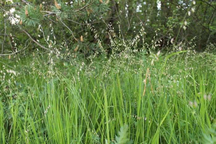 Мятлик луговой poa pratensis