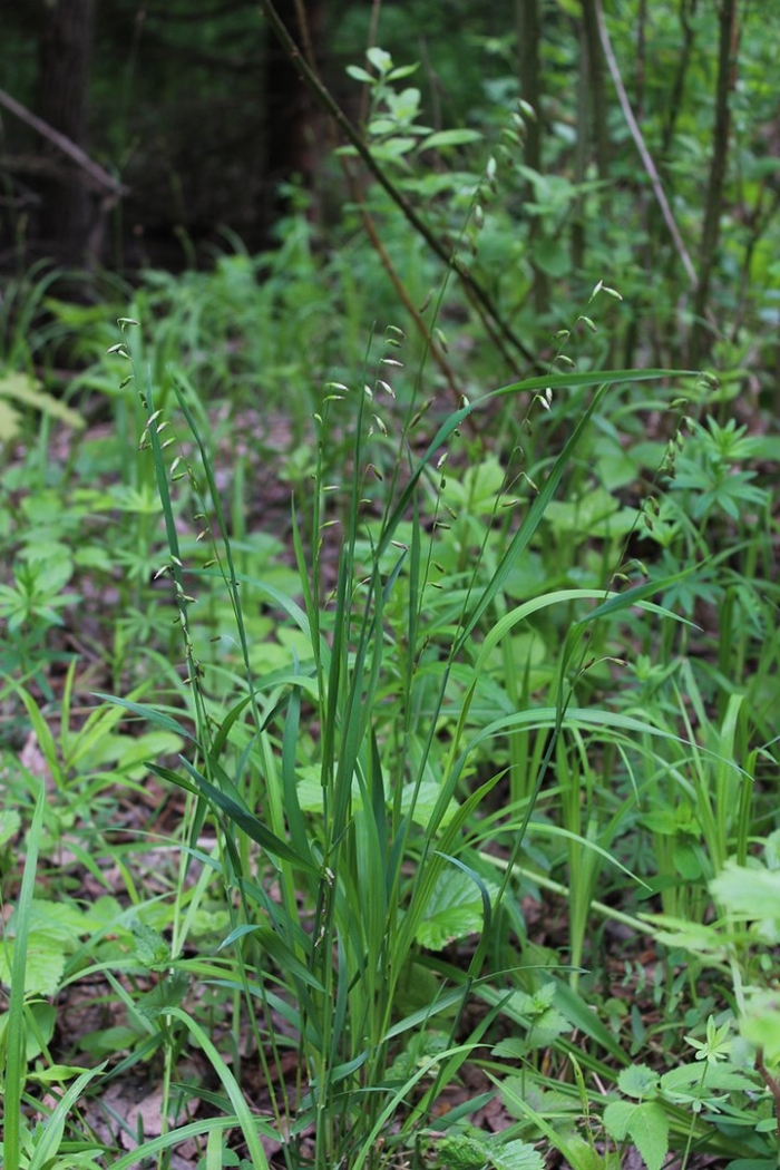 Перловник пестрый
