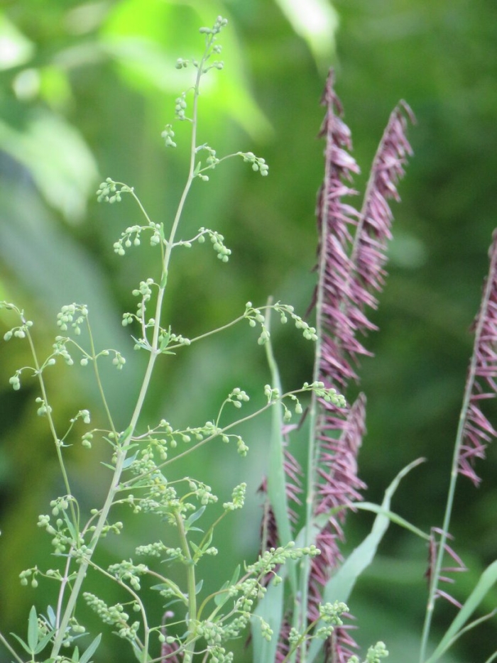 Мятлик луговой poa pratensis