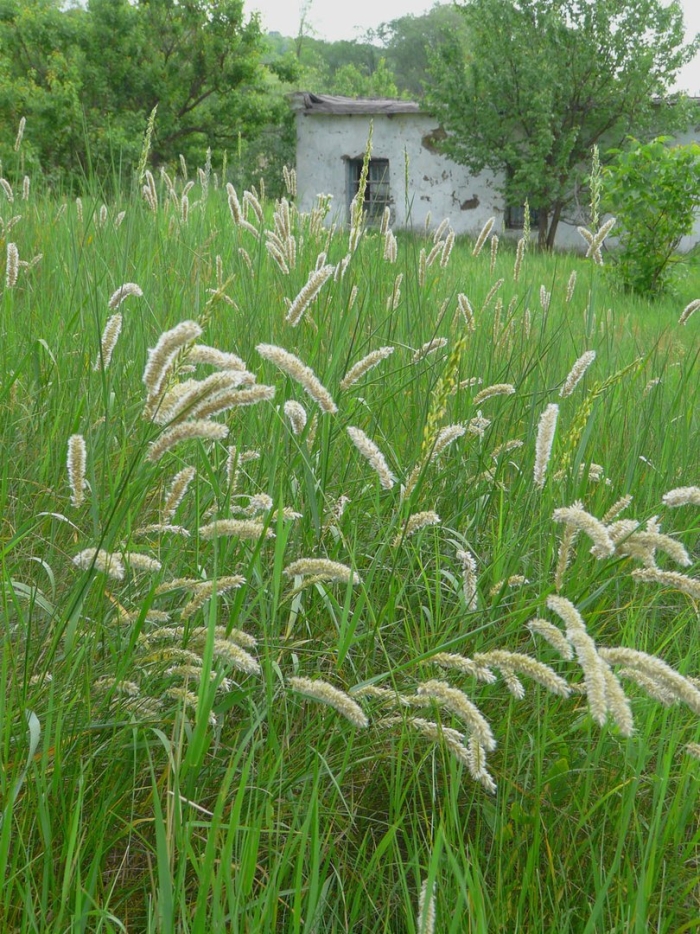 Перловник трансильванский melica transsilvanica