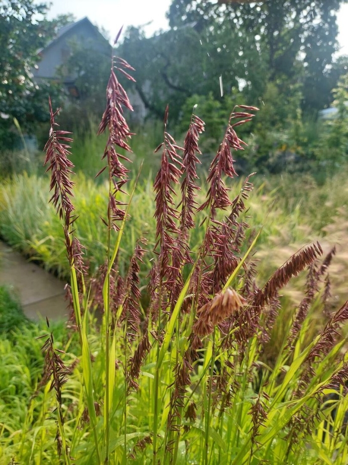 Melica altissima atropurpurea