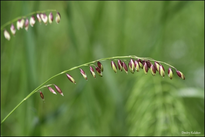 Перловник поникший