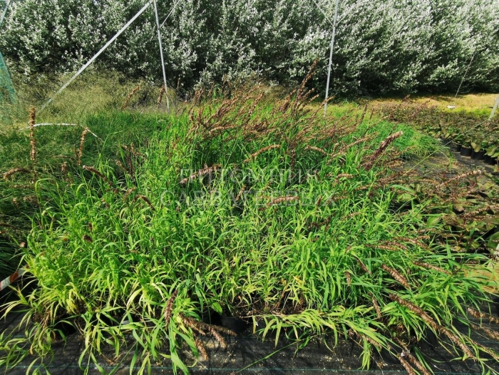 Перловник высочайший