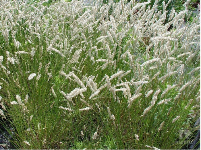 Перловник мелика