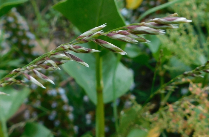 Перловник melica ciliata