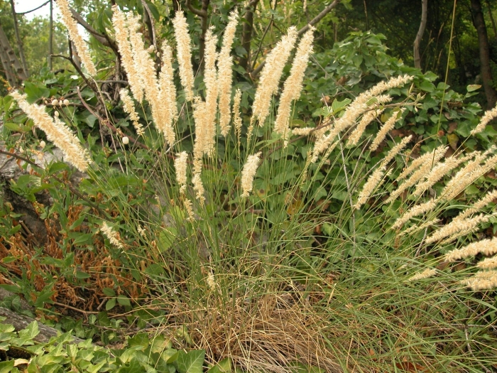 Перловник мелика