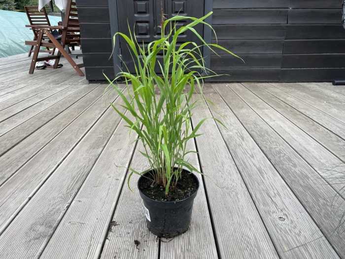 Мискантус китайский zebrinus