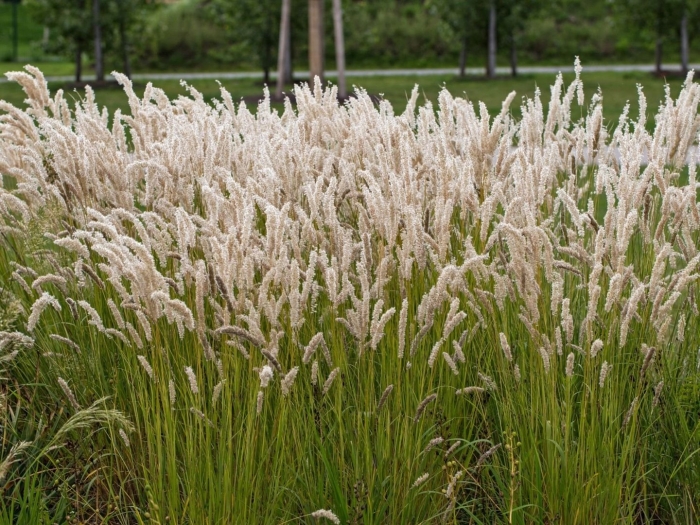 Вейник остроцветковый карл форстер