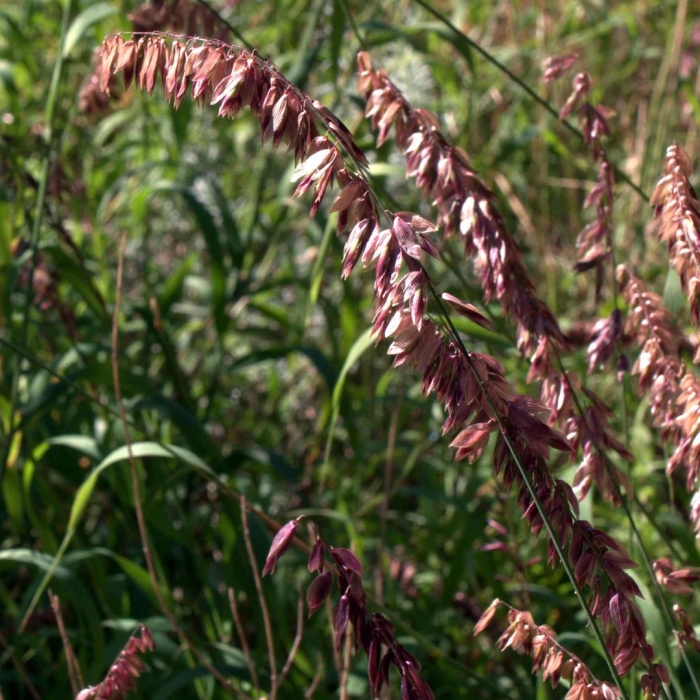 Перловник высокий atropurpurea