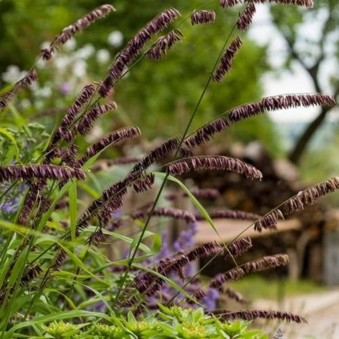 Перловник высокий atropurpurea