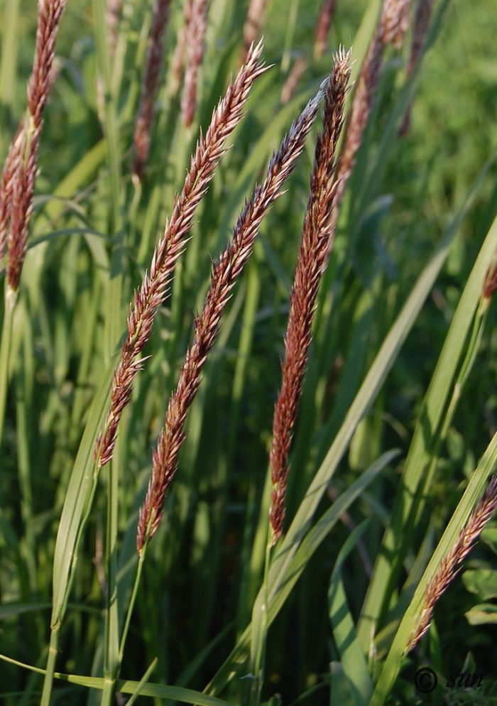 Перловник мелика