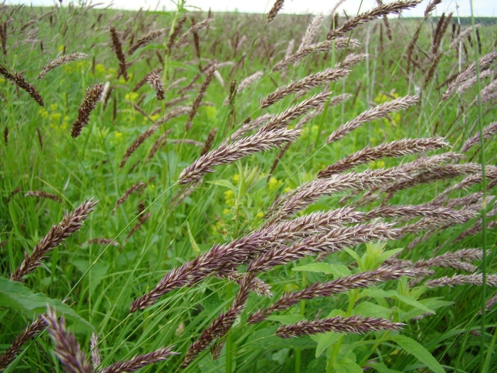 Calamagrostis canadensis