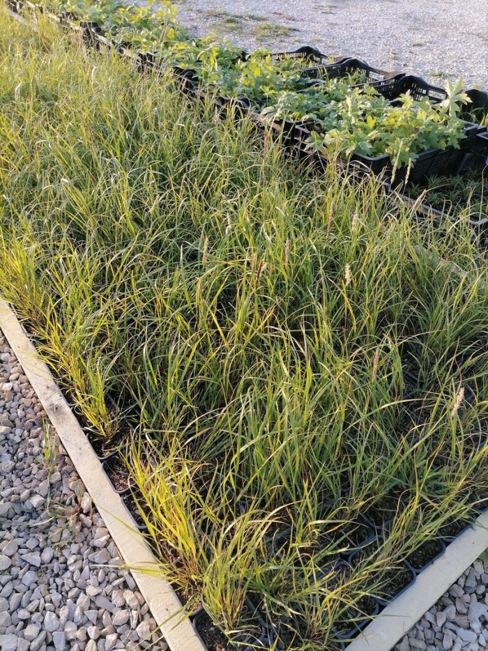 Злаковое растение