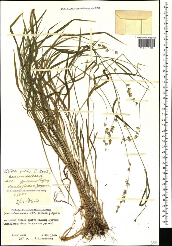 Мятлик луговой