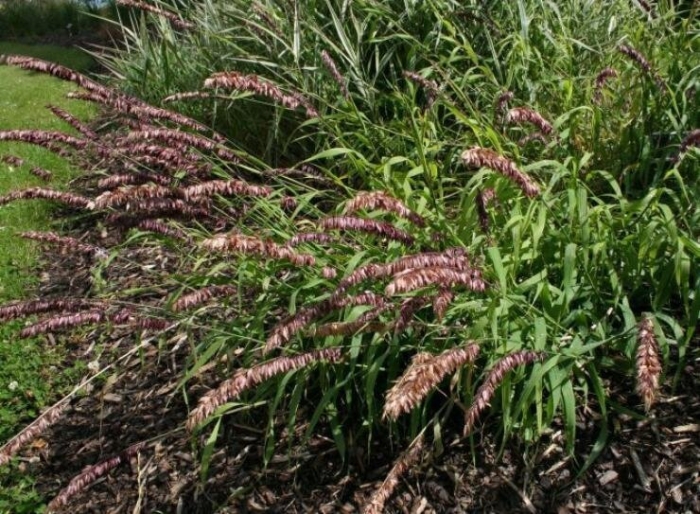 Перловник атропурпуреа