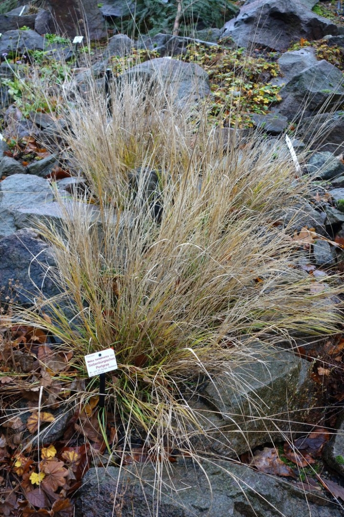 Овсяница овечья (festuca ovina l.)